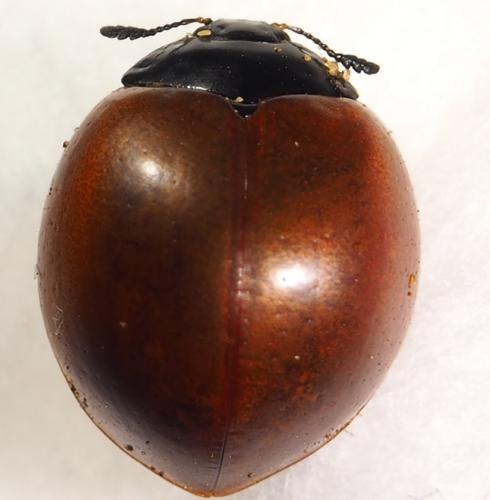 Réf. 289 439 : Aegithus clavicornis